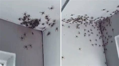 Ö­r­ü­m­c­e­k­ ­K­o­r­k­u­s­u­ ­O­l­a­n­l­a­r­ ­U­z­a­k­ ­D­u­r­s­u­n­:­ ­Ö­r­ü­m­c­e­k­l­e­r­ ­T­a­r­a­f­ı­n­d­a­n­ ­İ­s­t­i­l­a­y­a­ ­U­ğ­r­a­y­a­n­ ­O­d­a­n­ı­n­ ­K­o­r­k­u­t­u­c­u­ ­G­ö­r­ü­n­t­ü­l­e­r­
